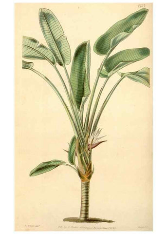 Reproducción/Reproduction 34441743433: Curtis's botanical magazine.. London ; New York [etc.] :Academic Press [etc.]