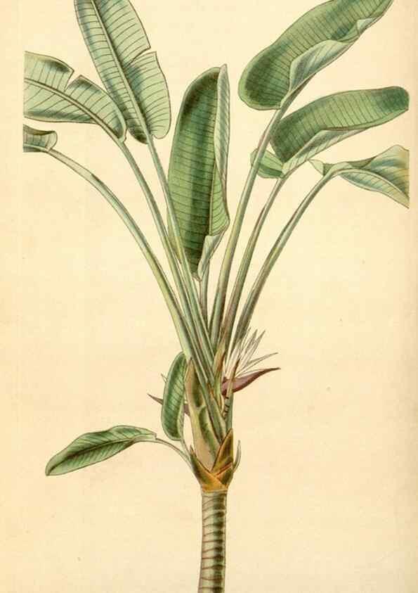 Reproducción/Reproduction 34441743433: Curtis's botanical magazine.. London ; New York [etc.] :Academic Press [etc.]
