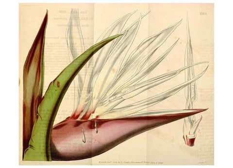 Reproducción/Reproduction 34441745163: Curtis's botanical magazine.. London ; New York [etc.] :Academic Press [etc.]