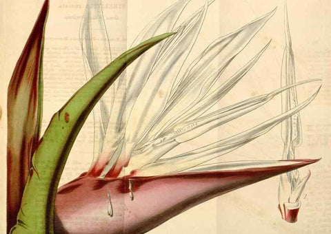 Reproducción/Reproduction 34441745163: Curtis's botanical magazine.. London ; New York [etc.] :Academic Press [etc.]