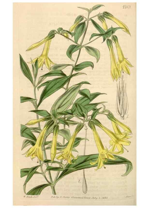 Reproducción/Reproduction 35120952011: Curtis's botanical magazine.. London ; New York [etc.] :Academic Press [etc.]
