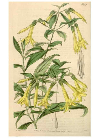 Reproducción/Reproduction 35120952011: Curtis's botanical magazine.. London ; New York [etc.] :Academic Press [etc.]