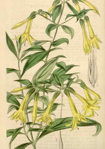 Reproducción/Reproduction 35120952011: Curtis's botanical magazine.. London ; New York [etc.] :Academic Press [etc.]