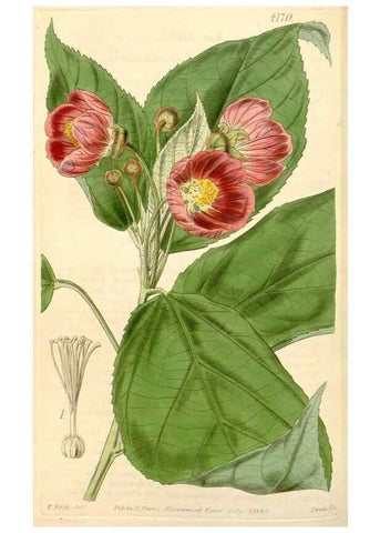 Reproducción/Reproduction 35120954181: Curtis's botanical magazine.. London ; New York [etc.] :Academic Press [etc.]