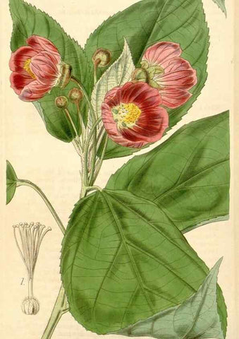 Reproducción/Reproduction 35120954181: Curtis's botanical magazine.. London ; New York [etc.] :Academic Press [etc.]