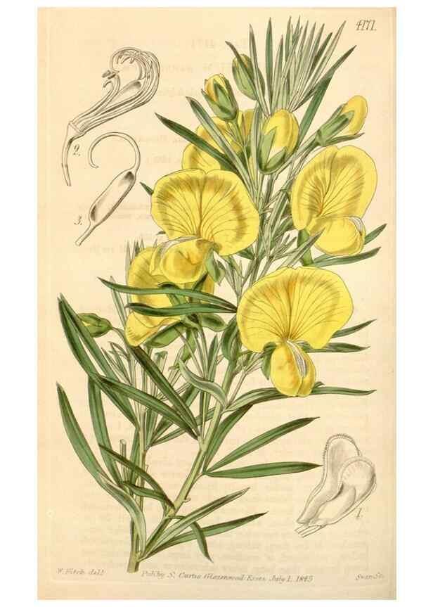 Reproducción/Reproduction 35120956241: Curtis's botanical magazine.. London ; New York [etc.] :Academic Press [etc.]