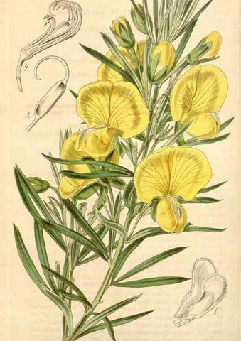 Reproducción/Reproduction 35120956241: Curtis's botanical magazine.. London ; New York [etc.] :Academic Press [etc.]