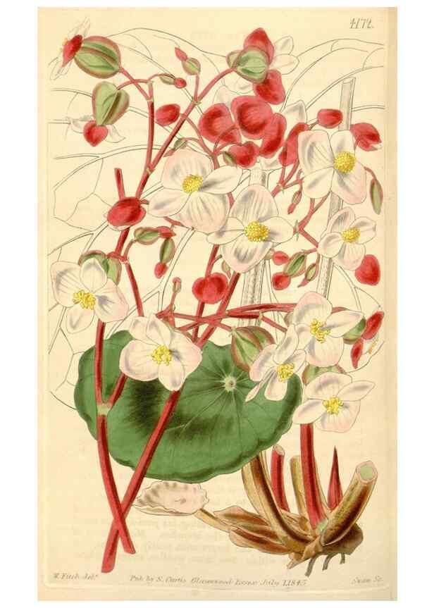 Reproducción/Reproduction 35085288122: Curtis's botanical magazine.. London ; New York [etc.] :Academic Press [etc.]