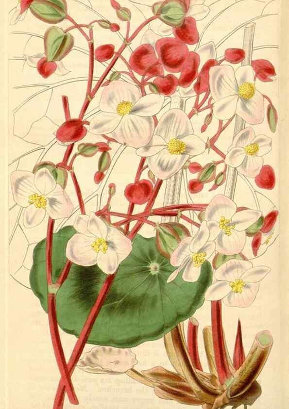 Reproducción/Reproduction 35085288122: Curtis's botanical magazine.. London ; New York [etc.] :Academic Press [etc.]