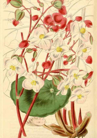 Reproducción/Reproduction 35085288122: Curtis's botanical magazine.. London ; New York [etc.] :Academic Press [etc.]