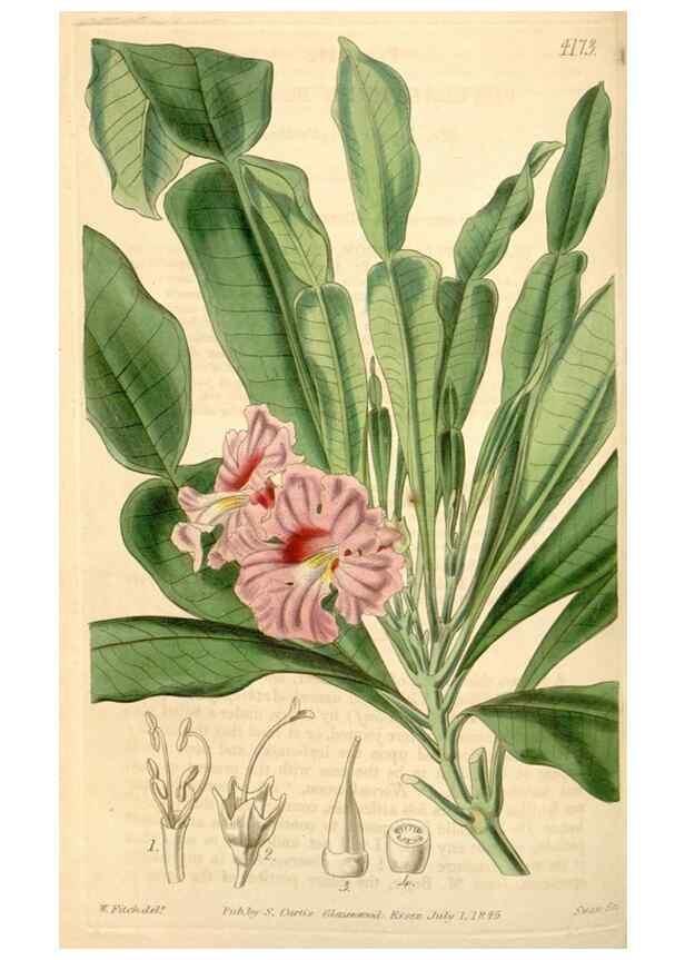 Reproducción/Reproduction 34406824564: Curtis's botanical magazine.. London ; New York [etc.] :Academic Press [etc.]