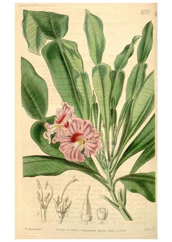 Reproducción/Reproduction 34406824564: Curtis's botanical magazine.. London ; New York [etc.] :Academic Press [etc.]