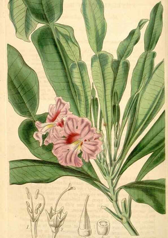 Reproducción/Reproduction 34406824564: Curtis's botanical magazine.. London ; New York [etc.] :Academic Press [etc.]