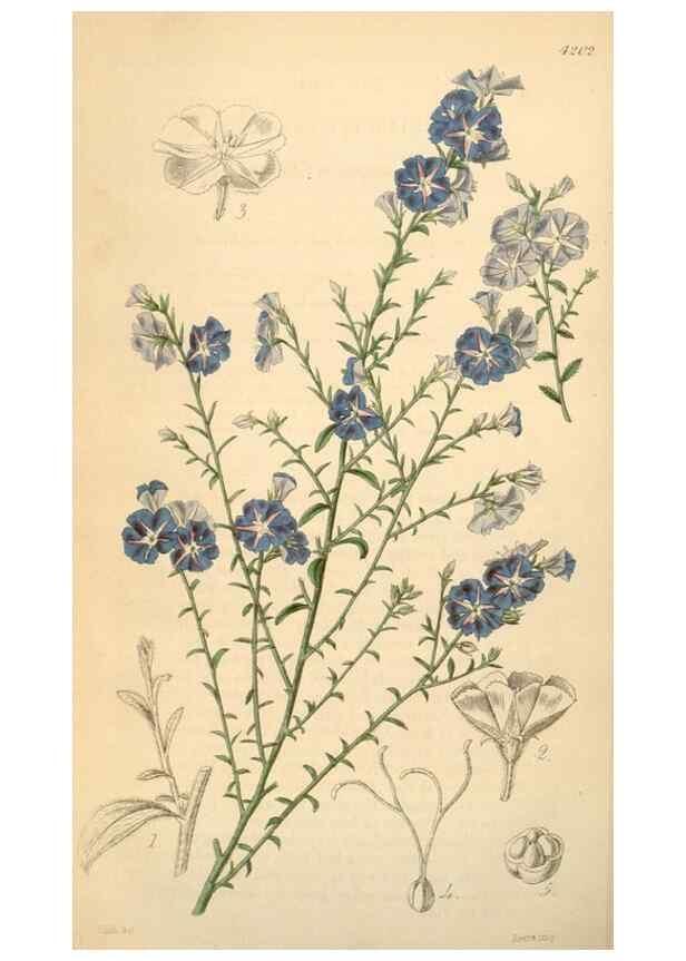 Reproducción/Reproduction 35210930116: Curtis's botanical magazine.. London ; New York [etc.] :Academic Press [etc.]