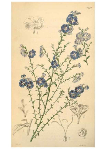 Reproducción/Reproduction 35210930116: Curtis's botanical magazine.. London ; New York [etc.] :Academic Press [etc.]
