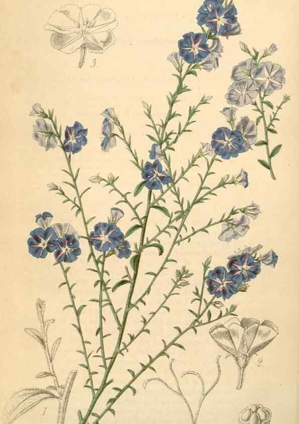 Reproducción/Reproduction 35210930116: Curtis's botanical magazine.. London ; New York [etc.] :Academic Press [etc.]