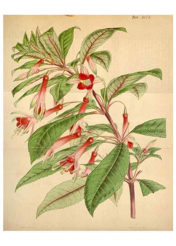 Reproducción/Reproduction 34406827054: Curtis's botanical magazine.. London ; New York [etc.] :Academic Press [etc.]