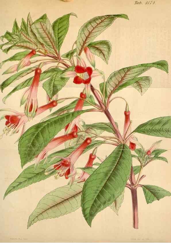 Reproducción/Reproduction 34406827054: Curtis's botanical magazine.. London ; New York [etc.] :Academic Press [etc.]