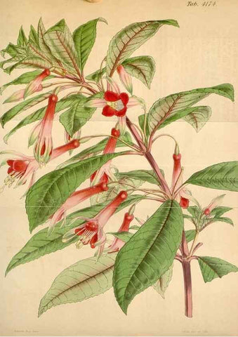 Reproducción/Reproduction 34406827054: Curtis's botanical magazine.. London ; New York [etc.] :Academic Press [etc.]