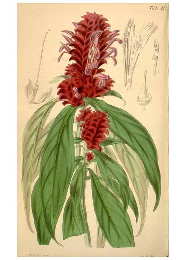 Reproducción/Reproduction 34406833424: Curtis's botanical magazine.. London ; New York [etc.] :Academic Press [etc.]