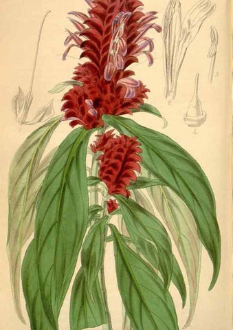 Reproducción/Reproduction 34406833424: Curtis's botanical magazine.. London ; New York [etc.] :Academic Press [etc.]