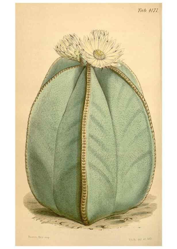 Reproducción/Reproduction 34863609030: Curtis's botanical magazine.. London ; New York [etc.] :Academic Press [etc.]