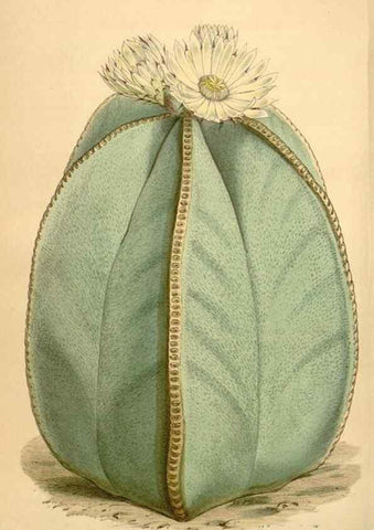 Reproducción/Reproduction 34863609030: Curtis's botanical magazine.. London ; New York [etc.] :Academic Press [etc.]