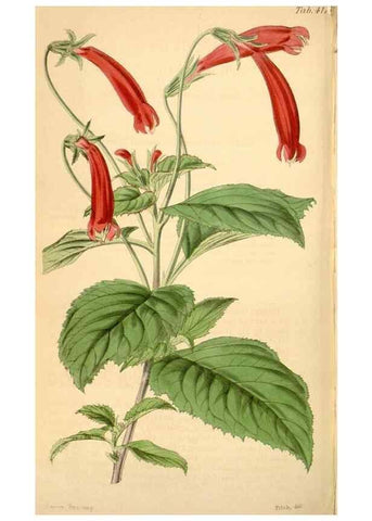 Reproducción/Reproduction 34406839784: Curtis's botanical magazine.. London ; New York [etc.] :Academic Press [etc.]