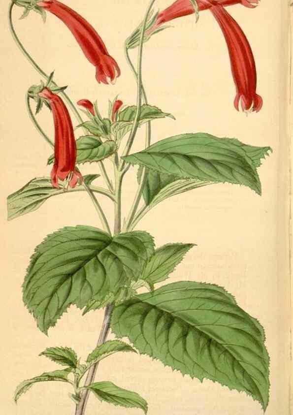 Reproducción/Reproduction 34406839784: Curtis's botanical magazine.. London ; New York [etc.] :Academic Press [etc.]