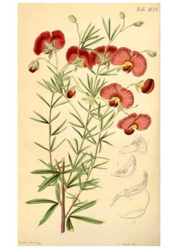 Reproducción/Reproduction 34863613330: Curtis's botanical magazine.. London ; New York [etc.] :Academic Press [etc.]