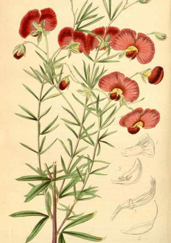 Reproducción/Reproduction 34863613330: Curtis's botanical magazine.. London ; New York [etc.] :Academic Press [etc.]