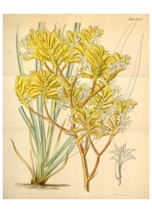 Reproducción/Reproduction 35085307202: Curtis's botanical magazine.. London ; New York [etc.] :Academic Press [etc.]