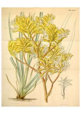 Reproducción/Reproduction 35085307202: Curtis's botanical magazine.. London ; New York [etc.] :Academic Press [etc.]
