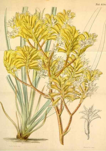 Reproducción/Reproduction 35085307202: Curtis's botanical magazine.. London ; New York [etc.] :Academic Press [etc.]
