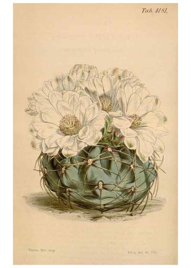 Reproducción/Reproduction 35210861486: Curtis's botanical magazine.. London ; New York [etc.] :Academic Press [etc.]