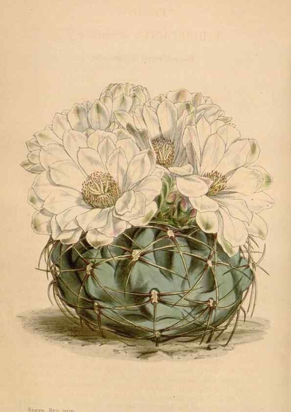 Reproducción/Reproduction 35210861486: Curtis's botanical magazine.. London ; New York [etc.] :Academic Press [etc.]
