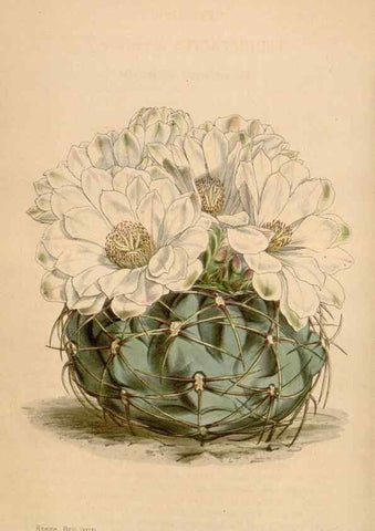 Reproducción/Reproduction 35210861486: Curtis's botanical magazine.. London ; New York [etc.] :Academic Press [etc.]