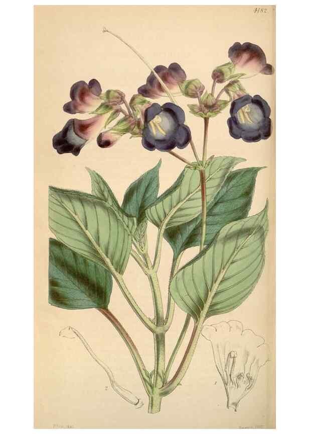Reproducción/Reproduction 35210863476: Curtis's botanical magazine.. London ; New York [etc.] :Academic Press [etc.]