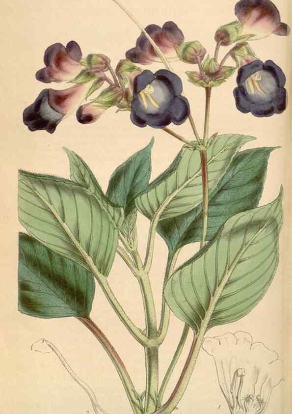 Reproducción/Reproduction 35210863476: Curtis's botanical magazine.. London ; New York [etc.] :Academic Press [etc.]