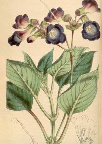 Reproducción/Reproduction 35210863476: Curtis's botanical magazine.. London ; New York [etc.] :Academic Press [etc.]