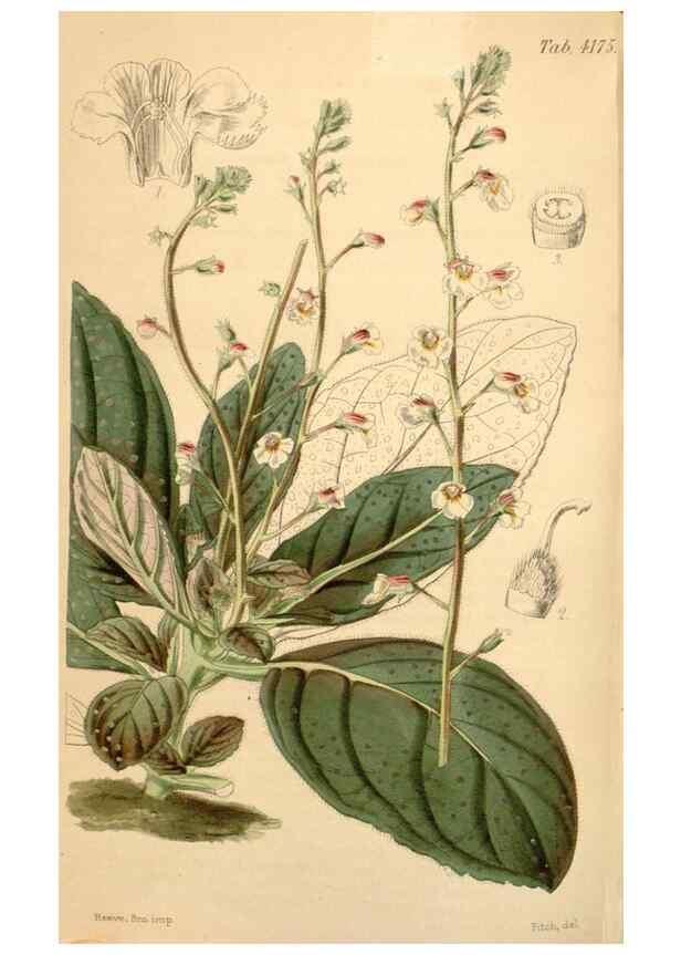 Reproducción/Reproduction 35085296042: Curtis's botanical magazine.. London ; New York [etc.] :Academic Press [etc.]