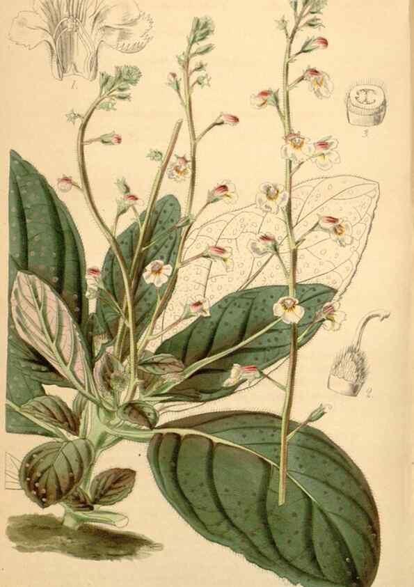 Reproducción/Reproduction 35085296042: Curtis's botanical magazine.. London ; New York [etc.] :Academic Press [etc.]