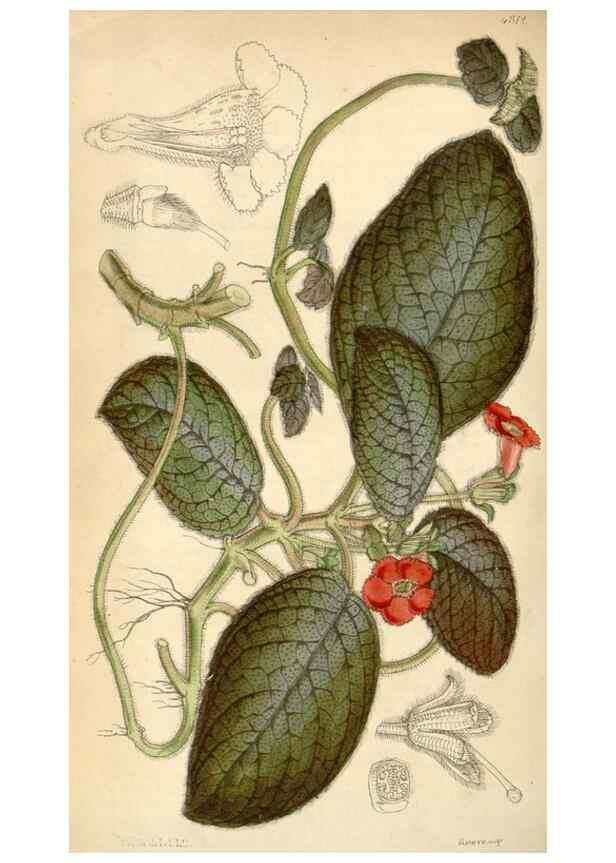 Reproducción/Reproduction 35121342731: Curtis's botanical magazine.. London ; New York [etc.] :Academic Press [etc.]