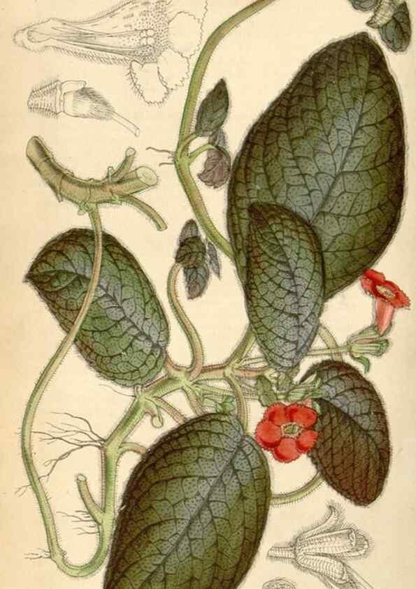 Reproducción/Reproduction 35121342731: Curtis's botanical magazine.. London ; New York [etc.] :Academic Press [etc.]