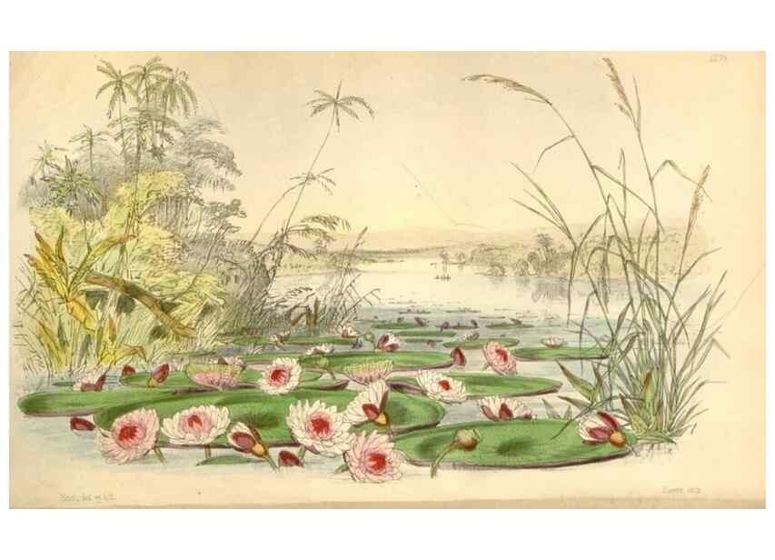 Reproducción/Reproduction 34864036030: Curtis's botanical magazine.. London ; New York [etc.] :Academic Press [etc.]