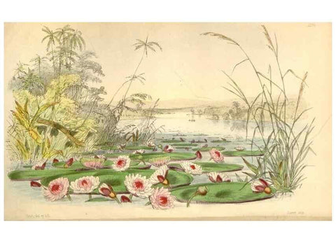 Reproducción/Reproduction 34864036030: Curtis's botanical magazine.. London ; New York [etc.] :Academic Press [etc.]