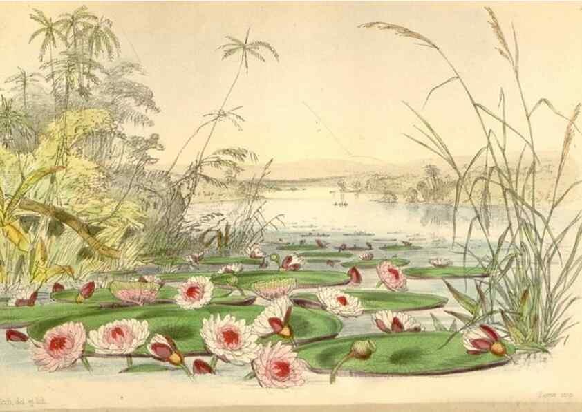 Reproducción/Reproduction 34864036030: Curtis's botanical magazine.. London ; New York [etc.] :Academic Press [etc.]