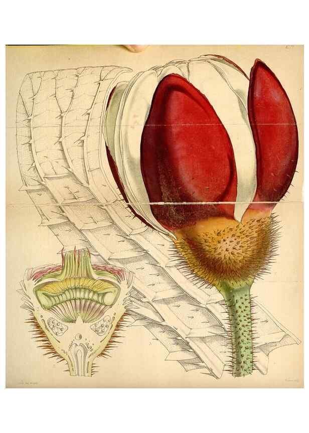 Reproducción/Reproduction 34864042340: Curtis's botanical magazine.. London ; New York [etc.] :Academic Press [etc.]