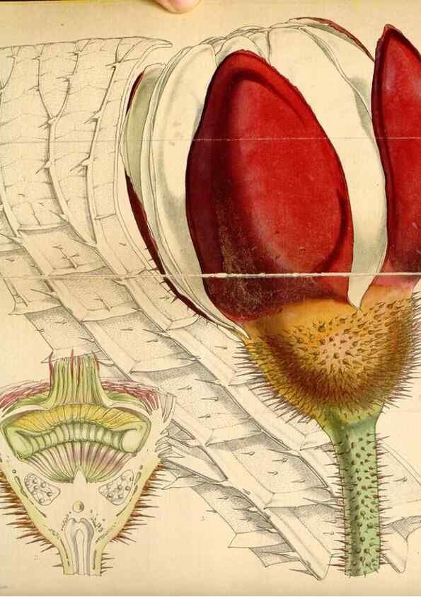 Reproducción/Reproduction 34864042340: Curtis's botanical magazine.. London ; New York [etc.] :Academic Press [etc.]