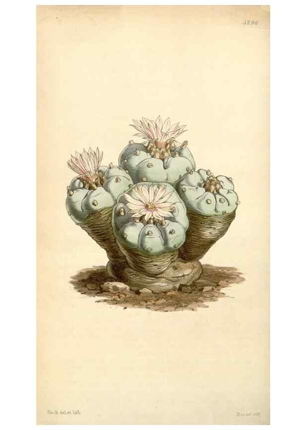 Reproducción/Reproduction 34407236014: Curtis's botanical magazine.. London ; New York [etc.] :Academic Press [etc.]